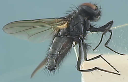Hydrotaea dentipes